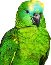 Parrot sex identification, PBFD test, APV test